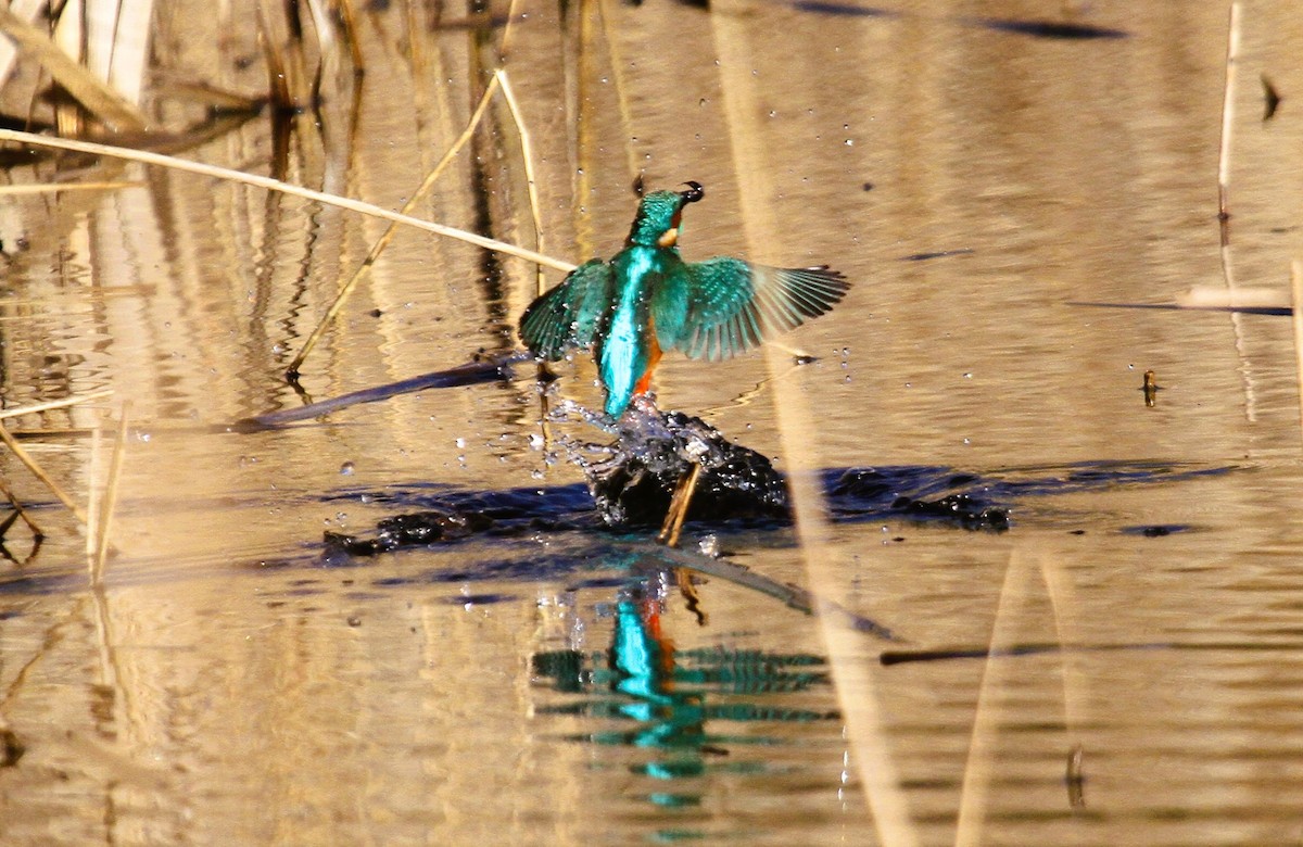 Common Kingfisher - ML647455825