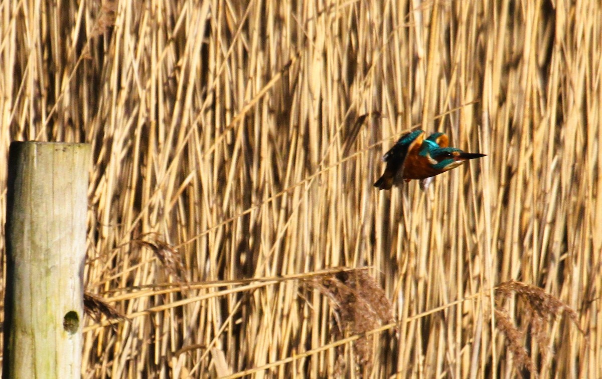 Common Kingfisher - ML647455827