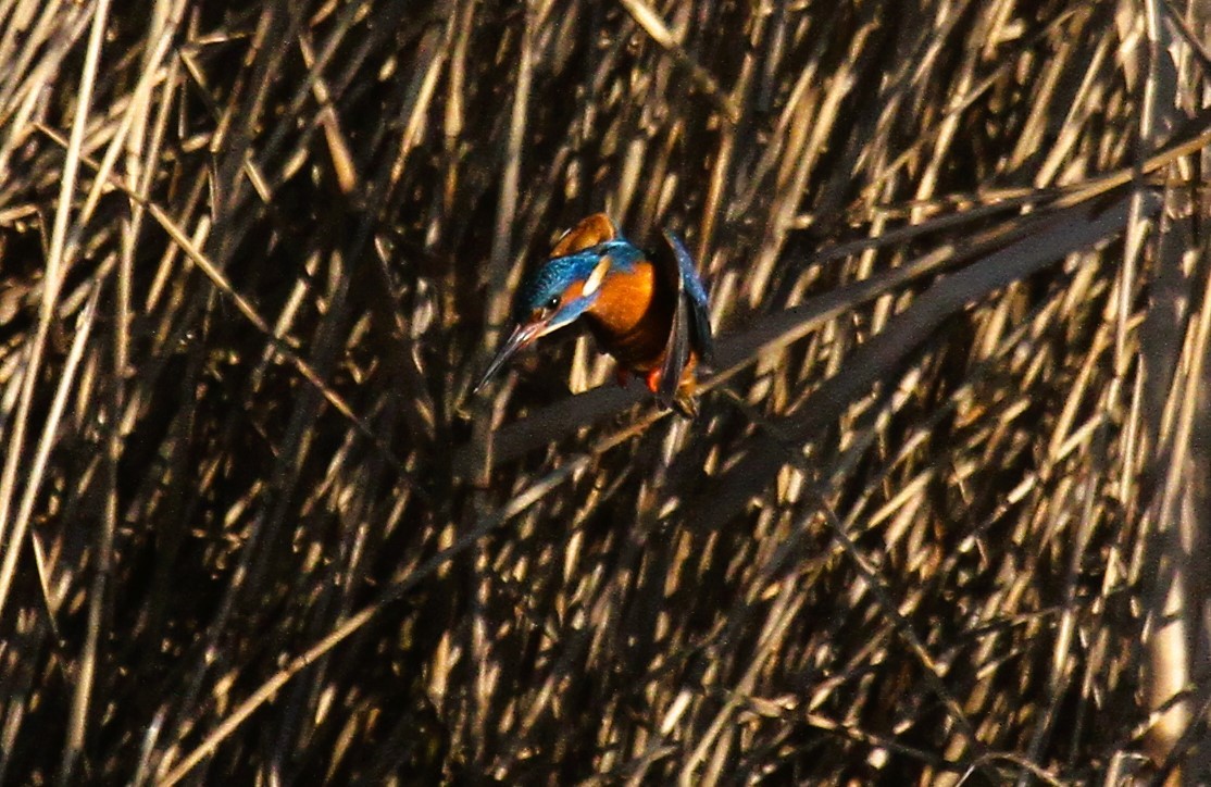 Common Kingfisher - ML647455828