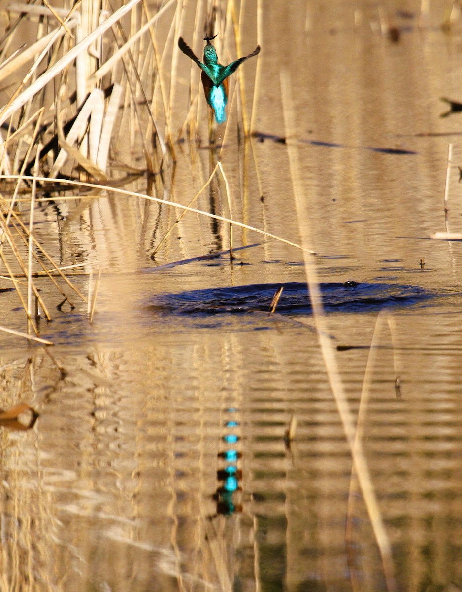 Common Kingfisher - ML647455829