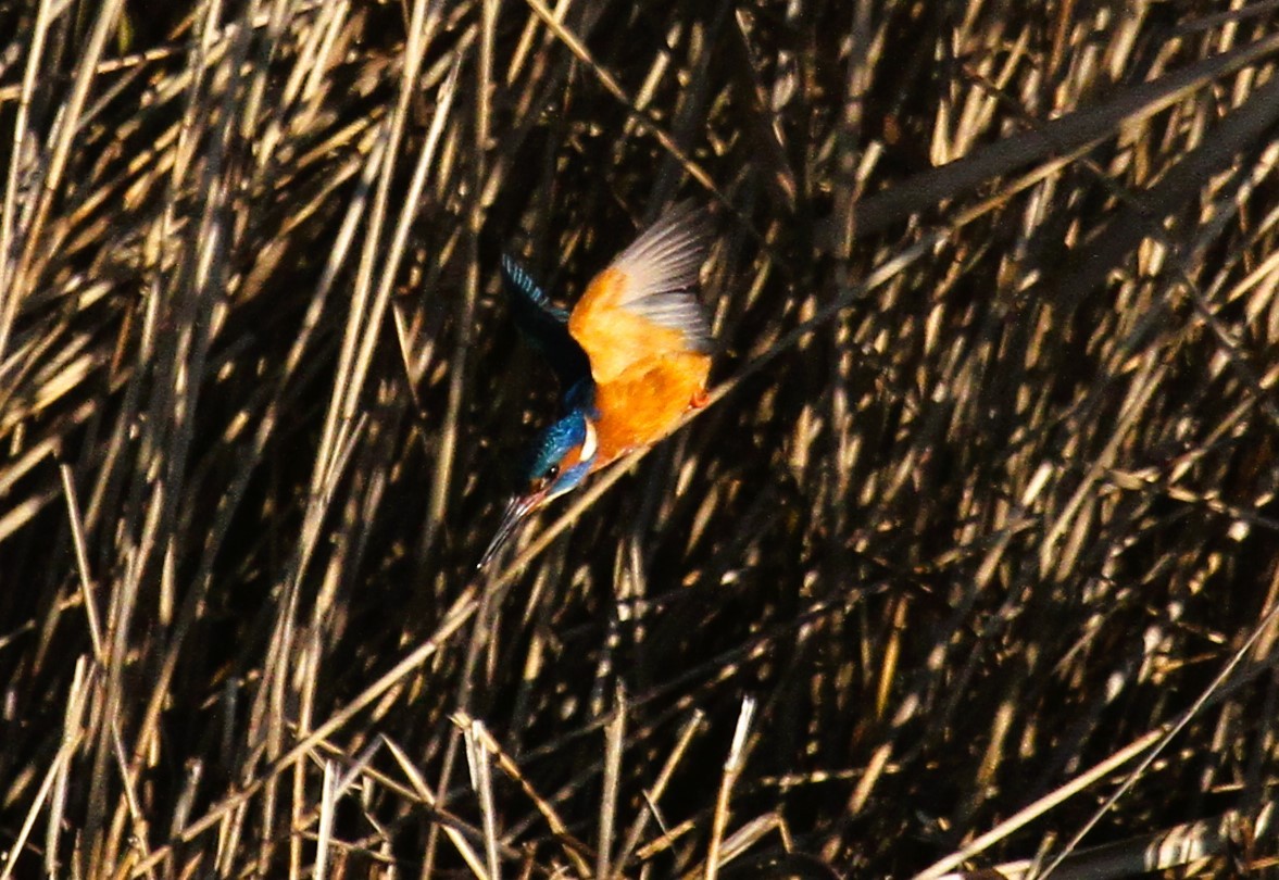 Common Kingfisher - ML647455831