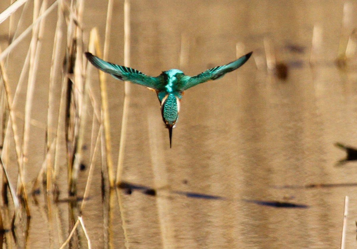 Common Kingfisher - ML647455832