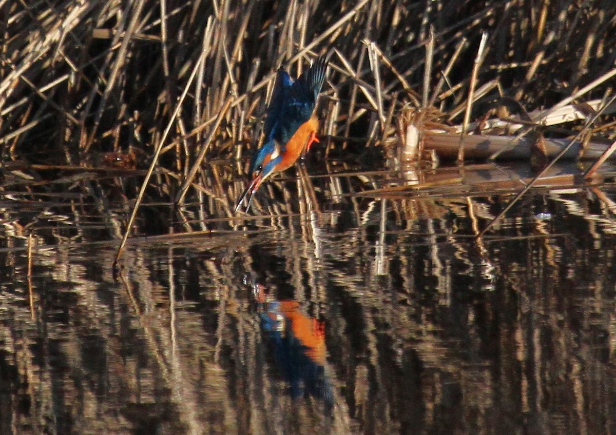 Common Kingfisher - ML647455833