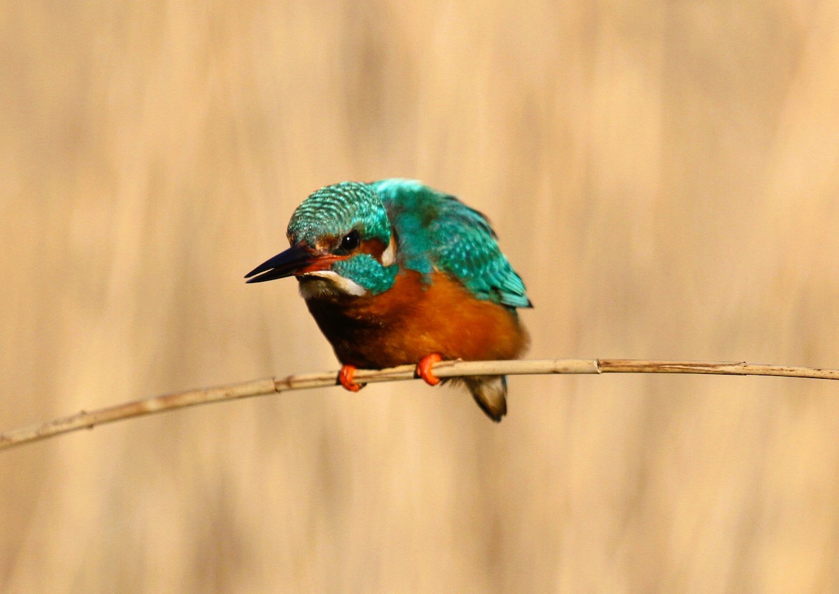 Common Kingfisher - ML647455835