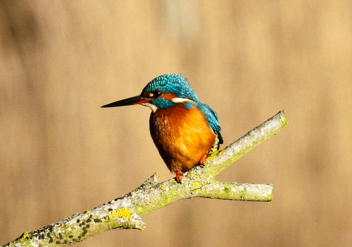 Common Kingfisher - ML647455838