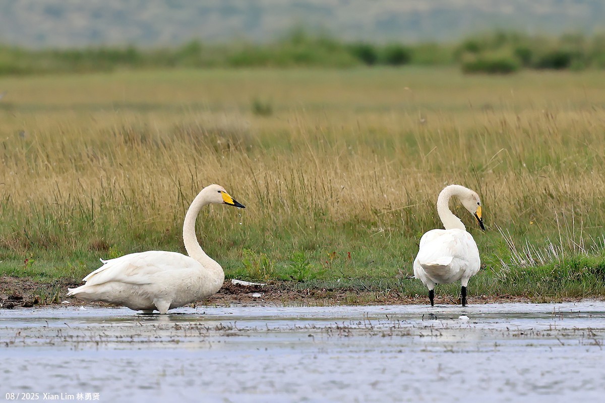 Whooper Swan - ML647455839