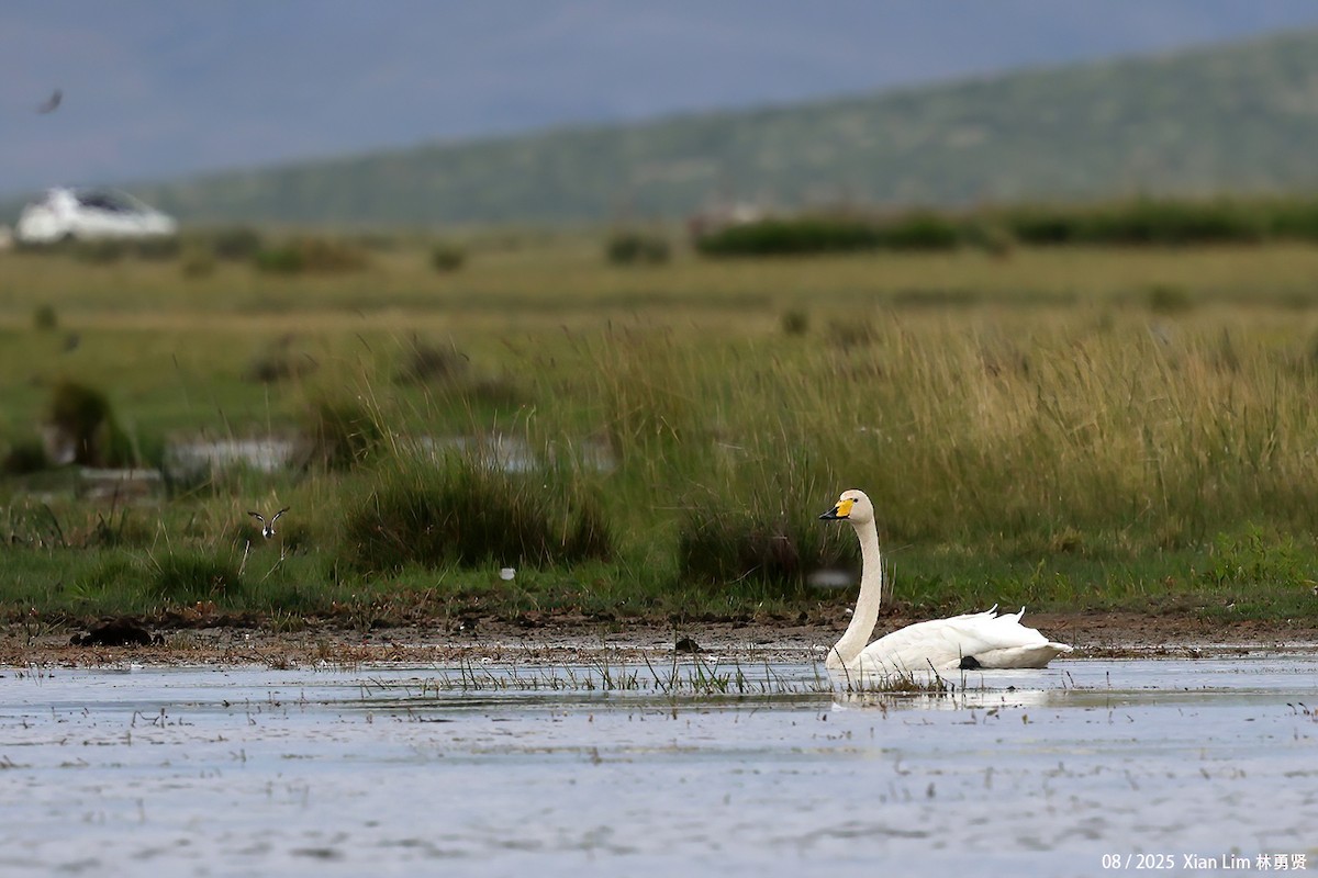 Whooper Swan - ML647455840