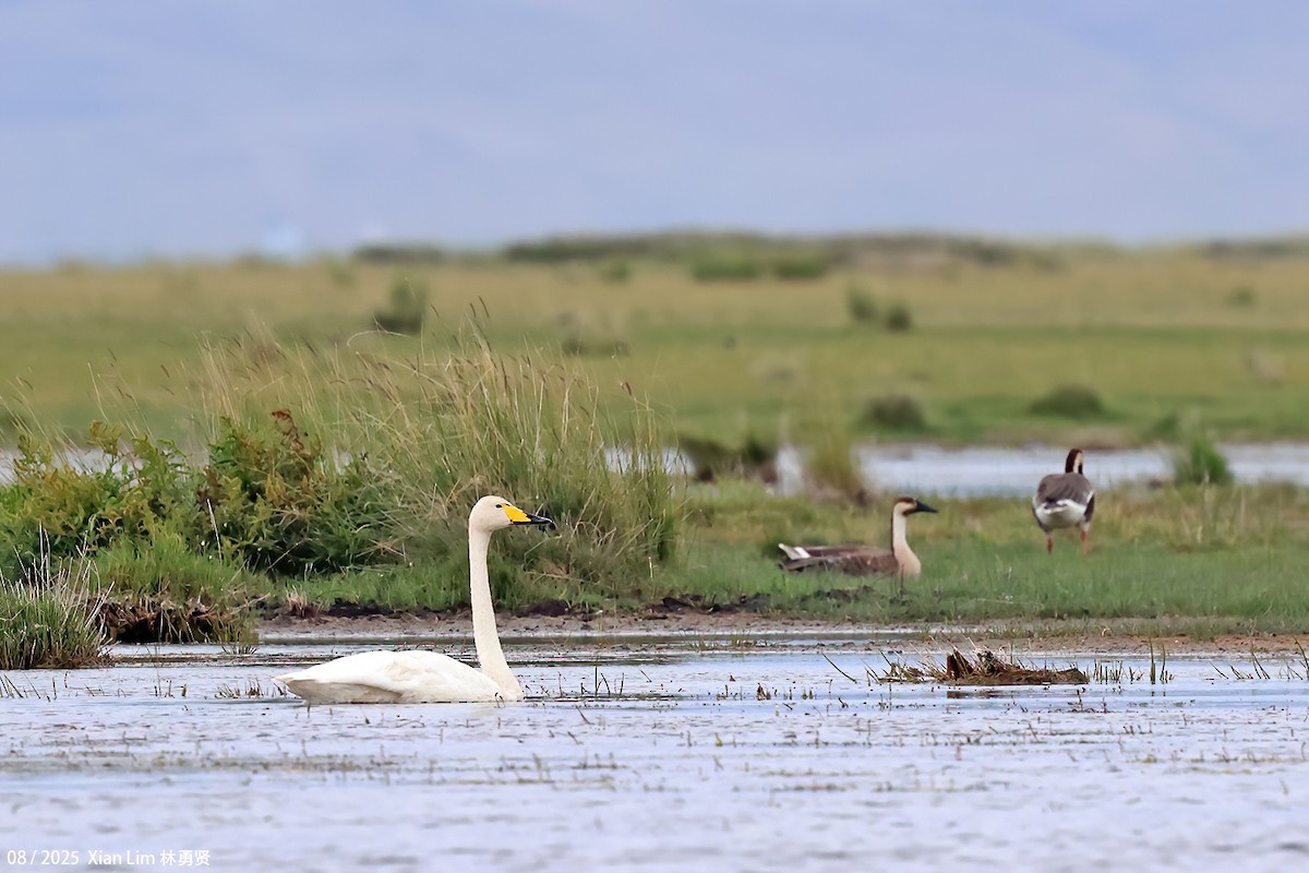 Whooper Swan - ML647455841