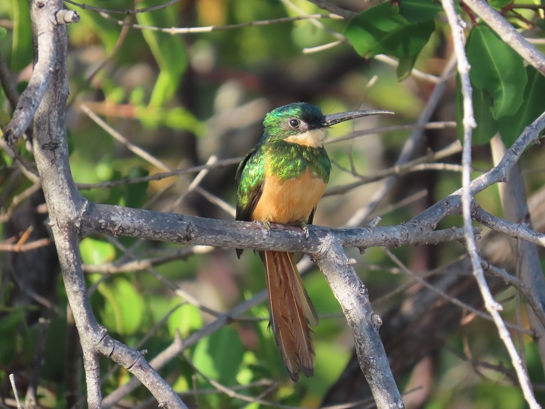 Rufous-tailed Jacamar - ML647455843