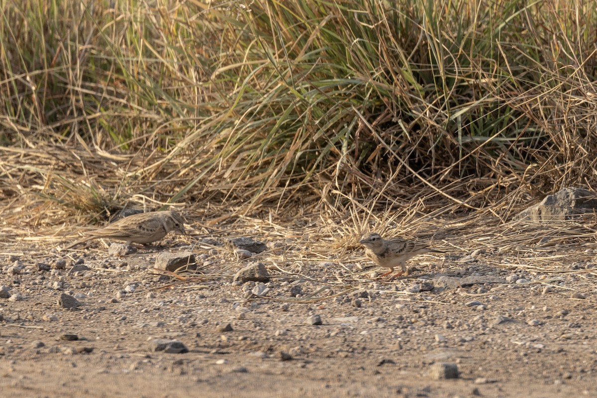 Greater Short-toed Lark - ML647455844