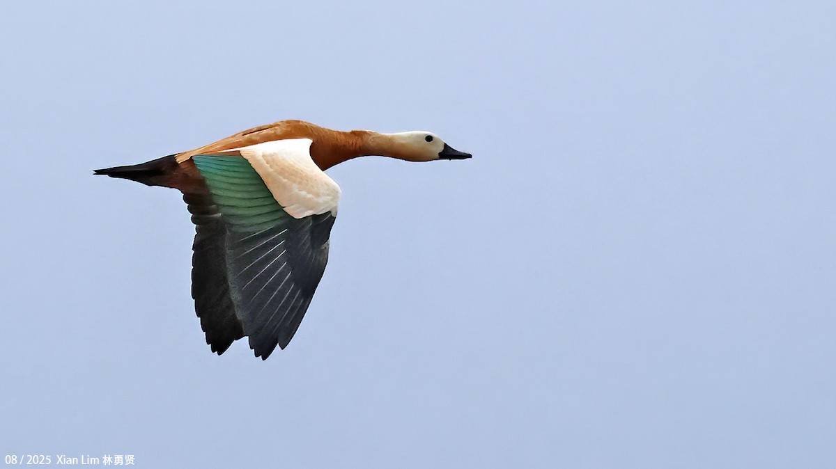Ruddy Shelduck - ML647455848