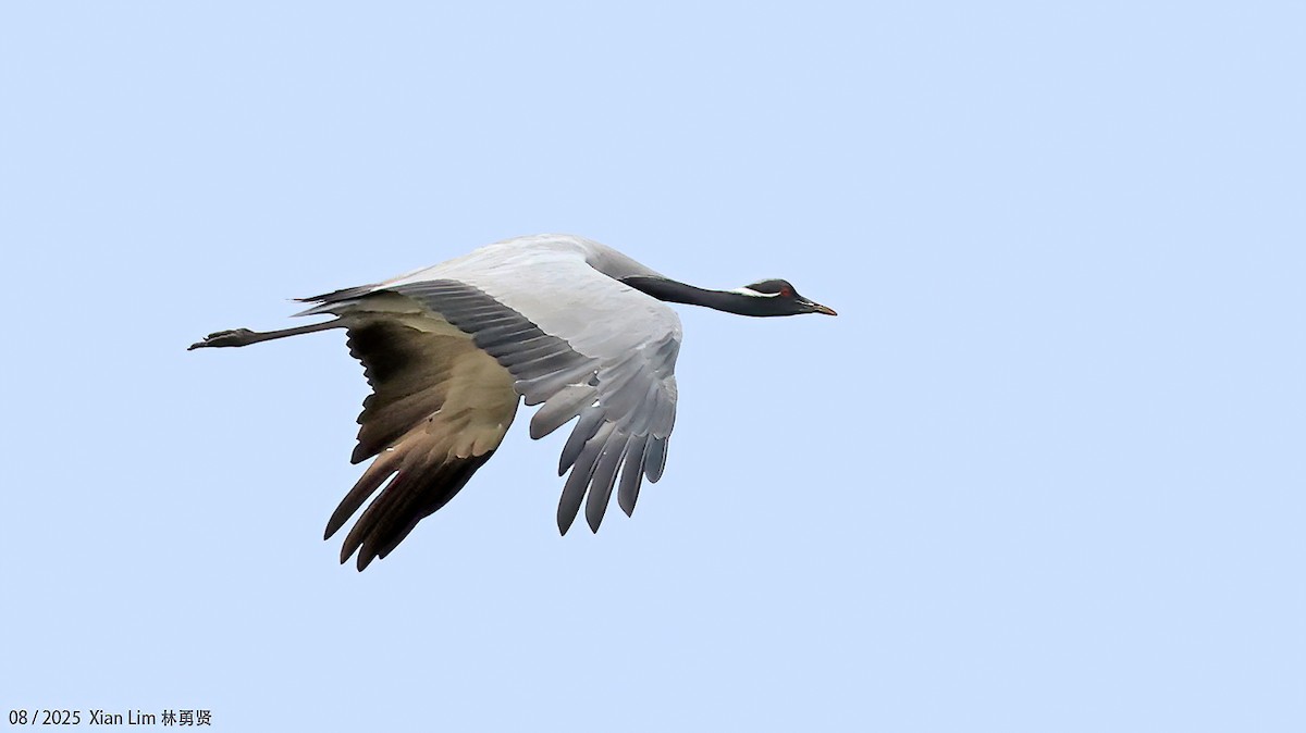 Demoiselle Crane - ML647455849