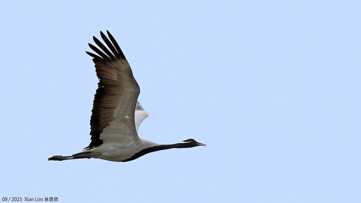 Demoiselle Crane - ML647455850