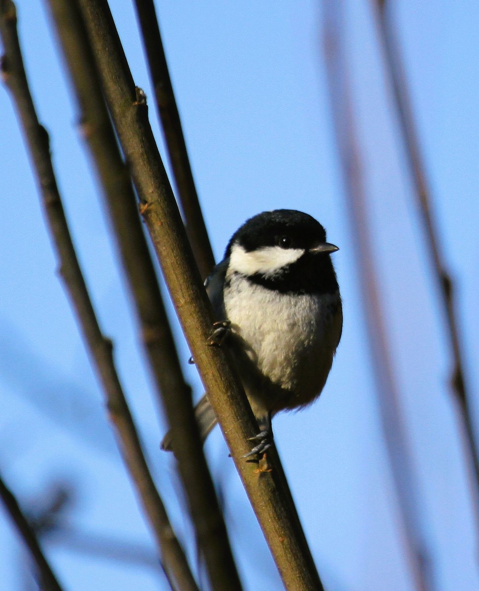 Coal Tit - ML647455856