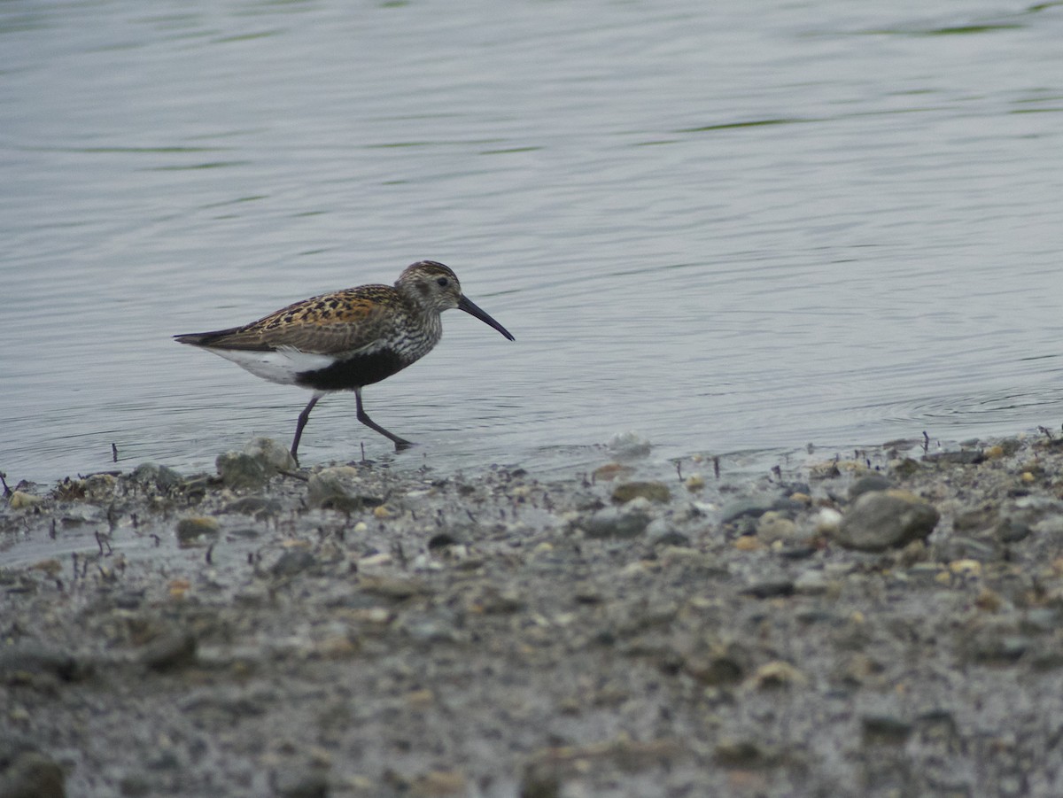 Dunlin - ML647455884