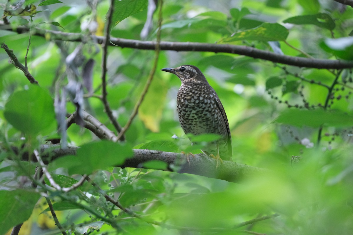 Siberian Thrush - ML647455909