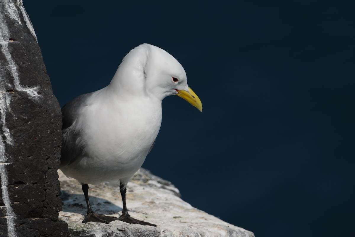 Black-legged Kittiwake - ML647455921