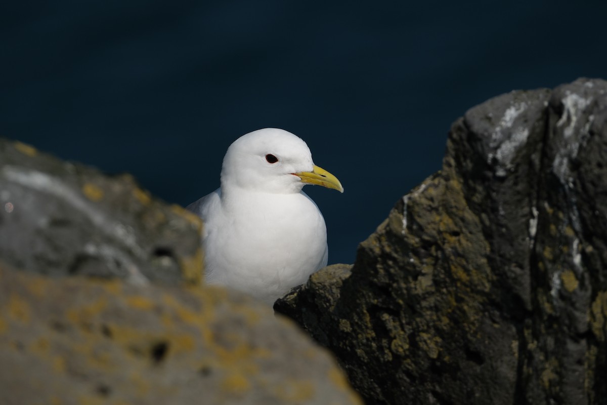 Black-legged Kittiwake - ML647455922