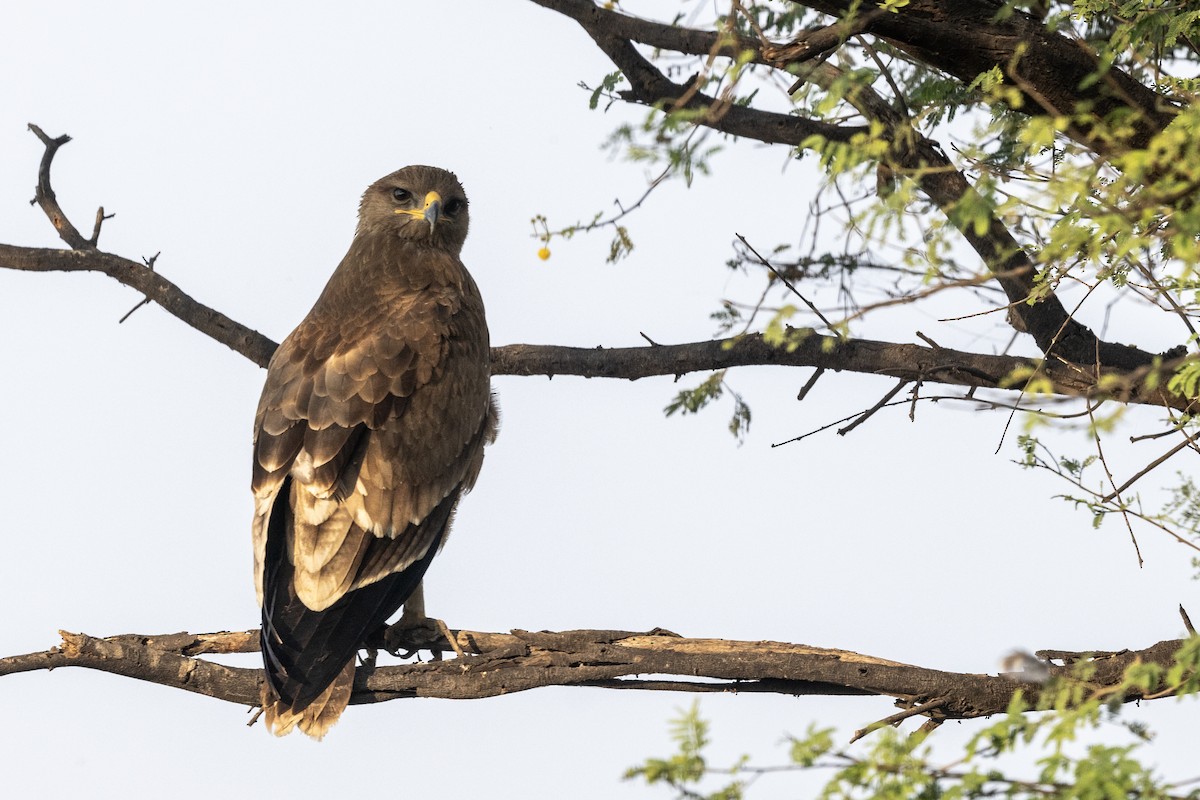 Indian Spotted Eagle - ML647455938