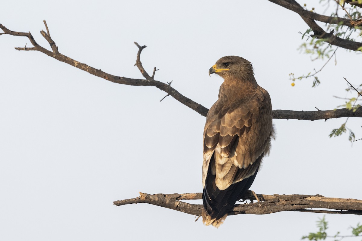 Indian Spotted Eagle - ML647455942