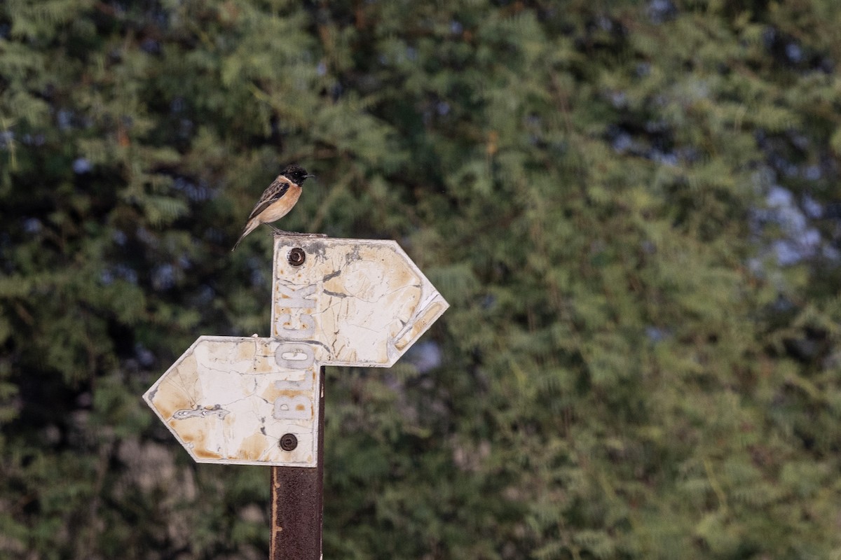 Siberian Stonechat - ML647455946