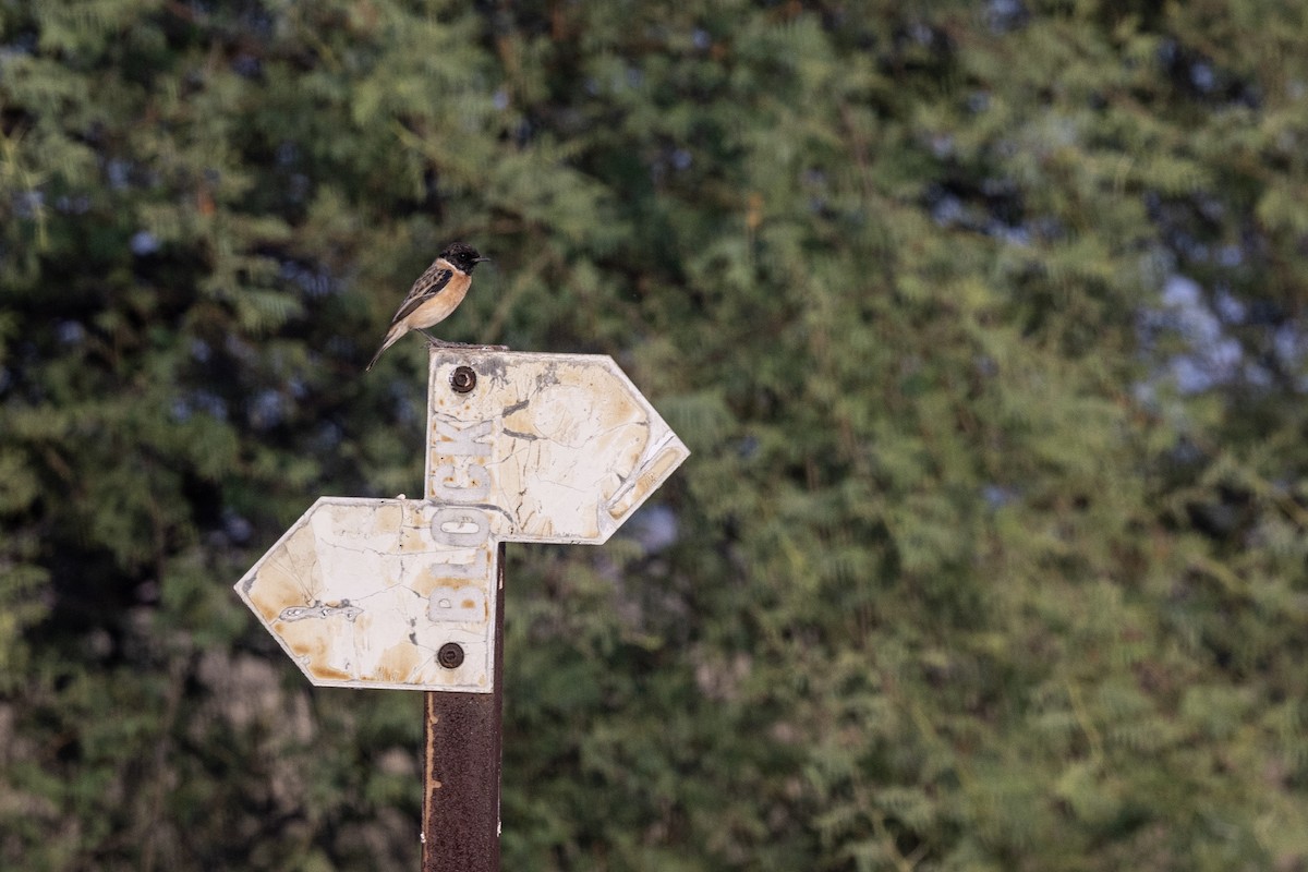 Siberian Stonechat - ML647455947