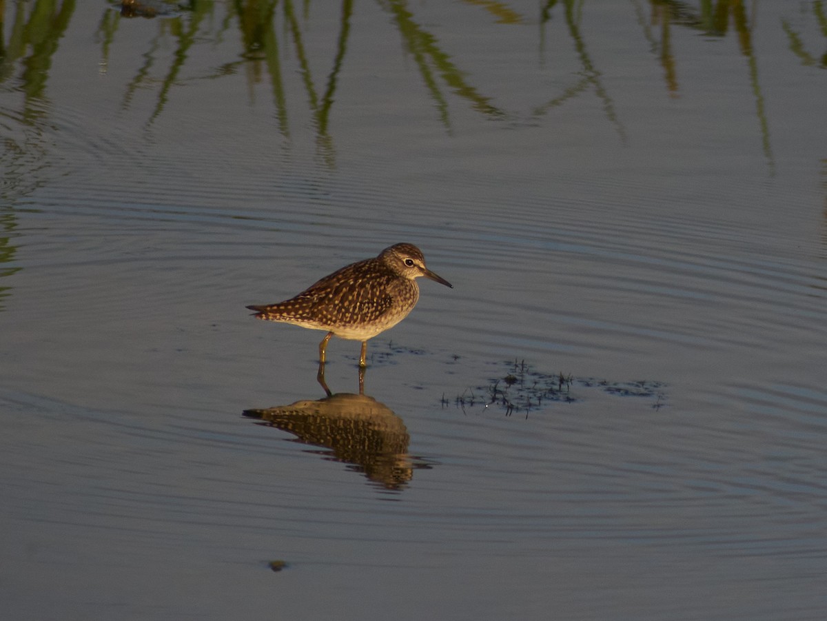 vodouš bahenní - ML647455951