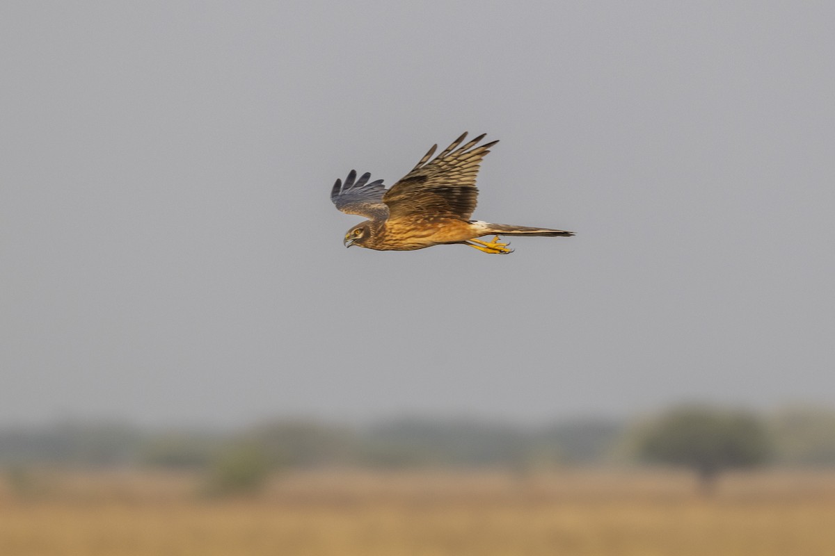 Pallid Harrier - ML647455961