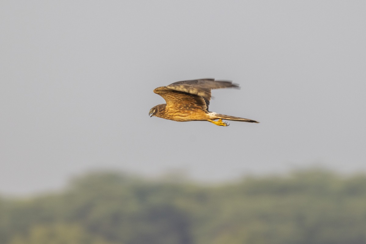 Pallid Harrier - ML647455962