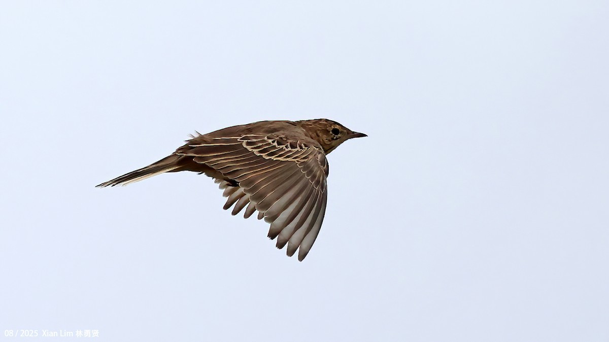 Blyth's Pipit - ML647455969