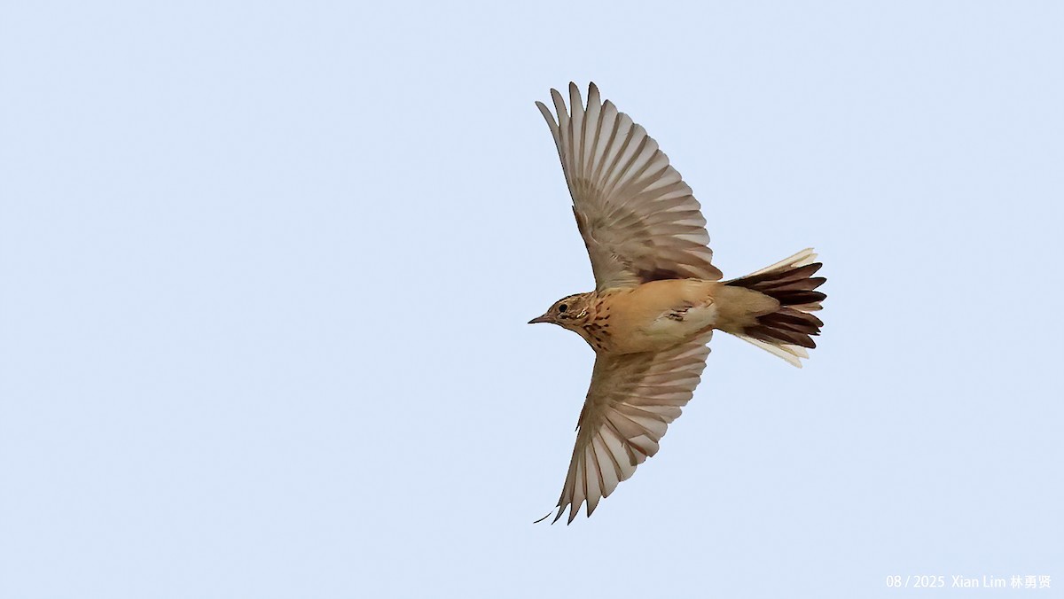 Blyth's Pipit - ML647455970