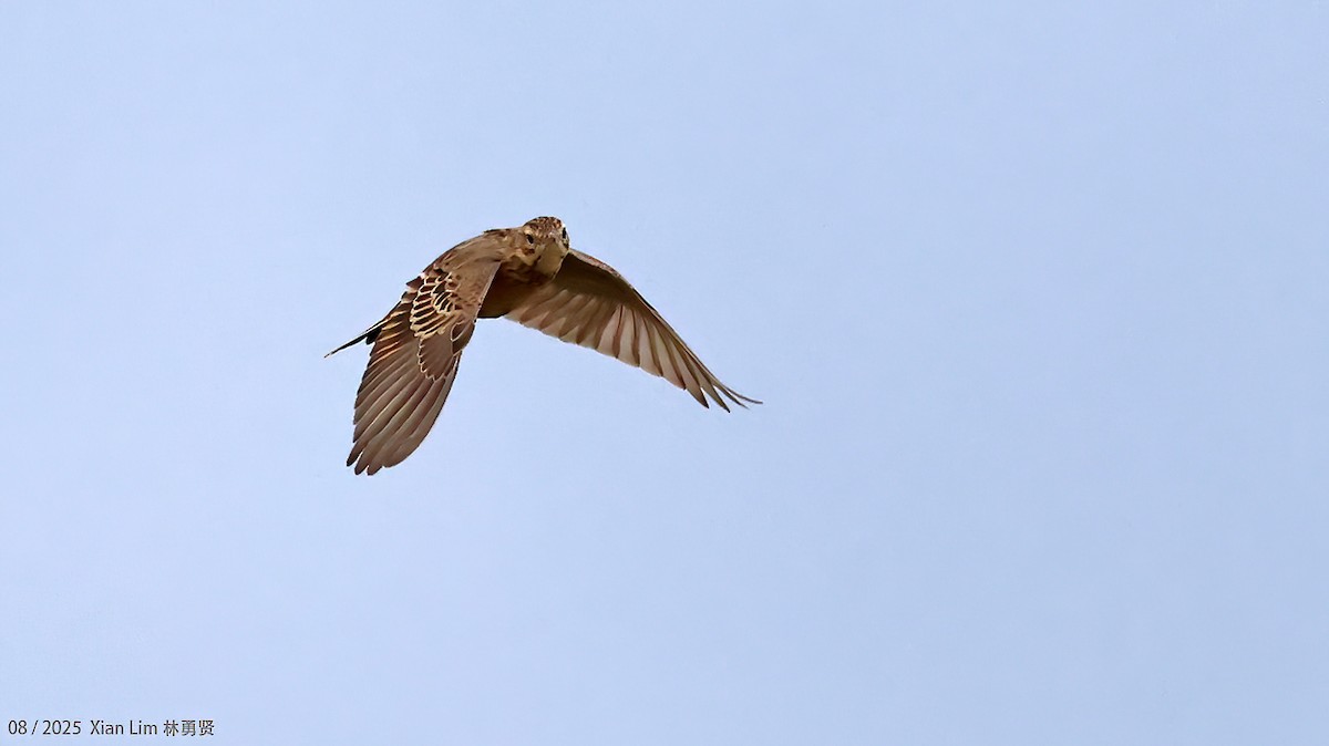 Blyth's Pipit - ML647455973