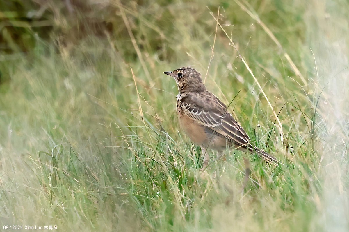 Blyth's Pipit - ML647455974