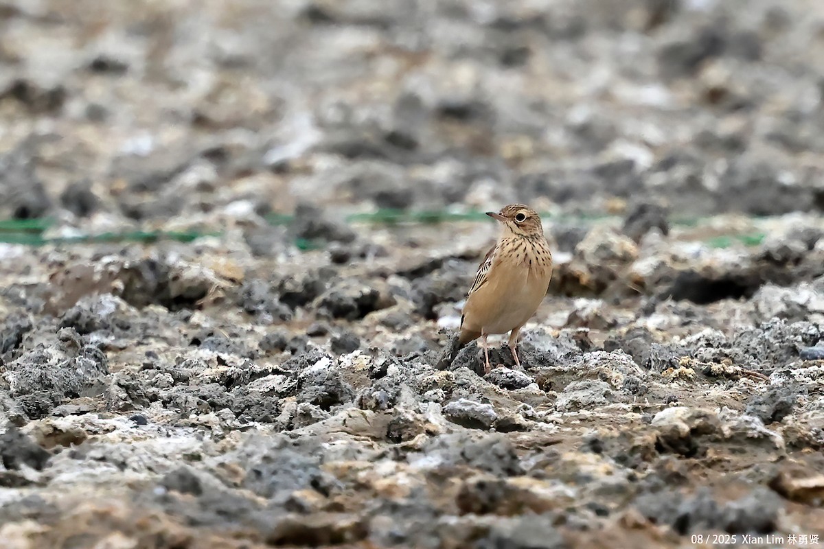 Blyth's Pipit - ML647455975