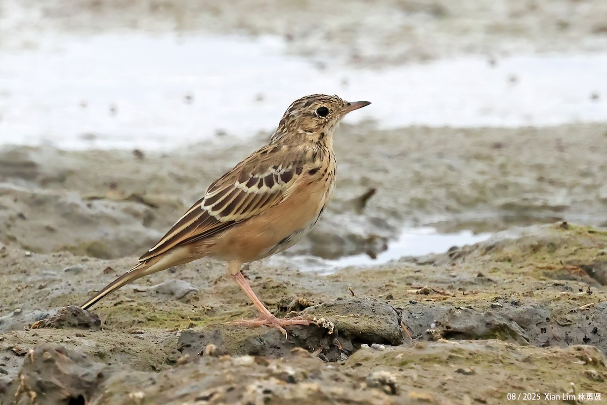 Blyth's Pipit - ML647455976