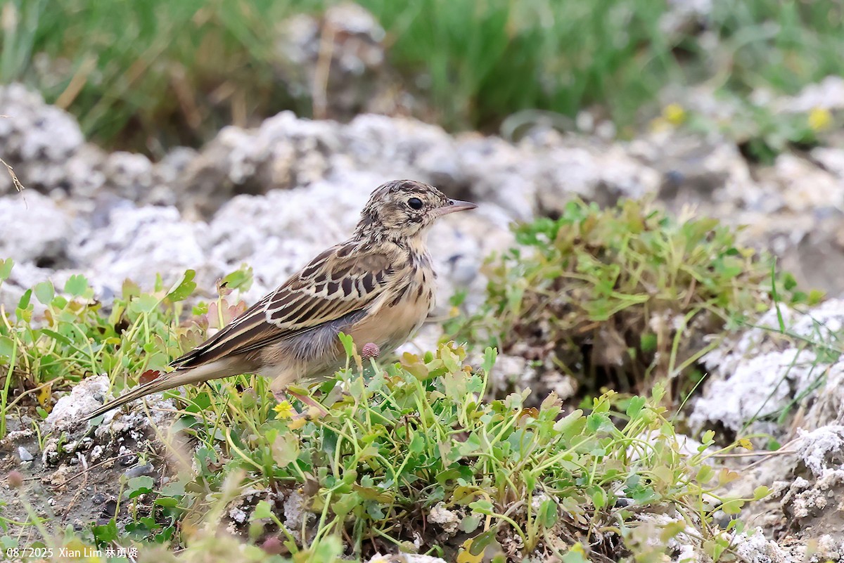 Blyth's Pipit - ML647455977
