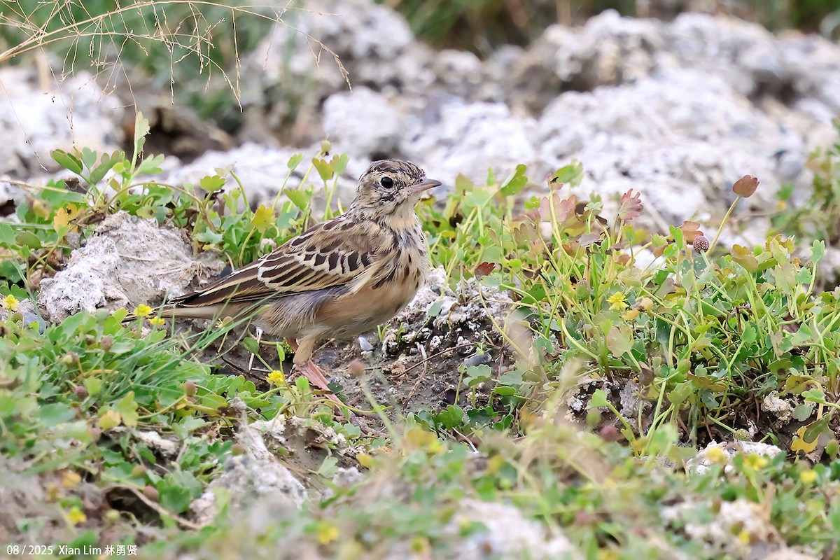 Blyth's Pipit - ML647455978