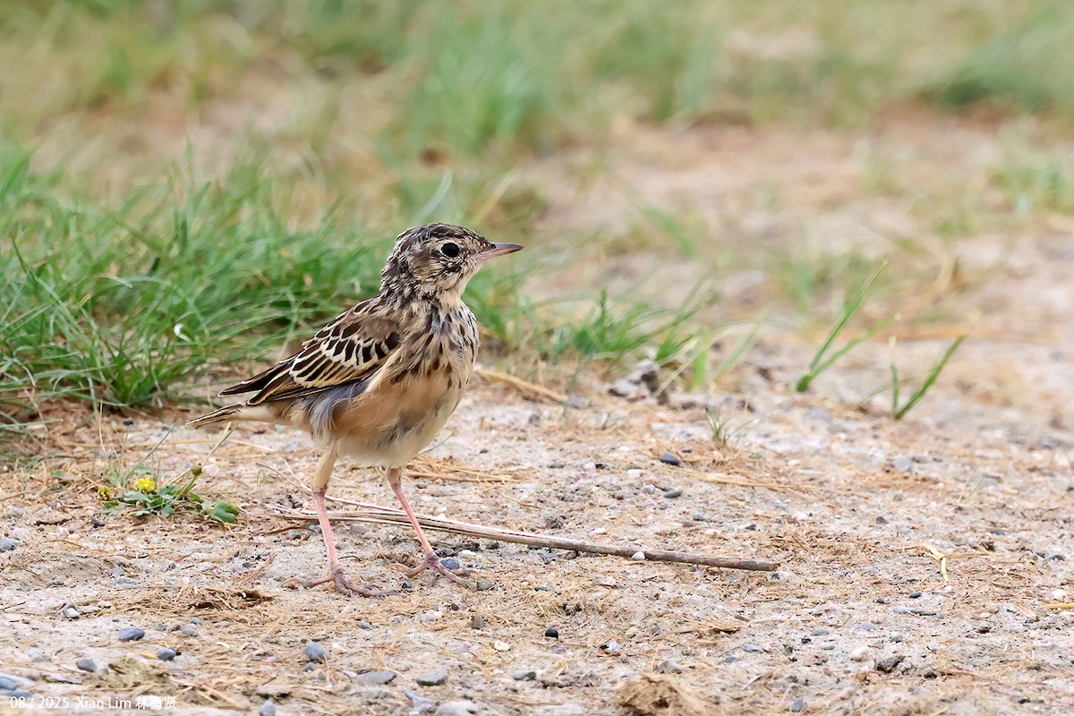 Blyth's Pipit - ML647455979