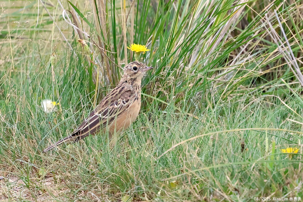 Blyth's Pipit - ML647455980