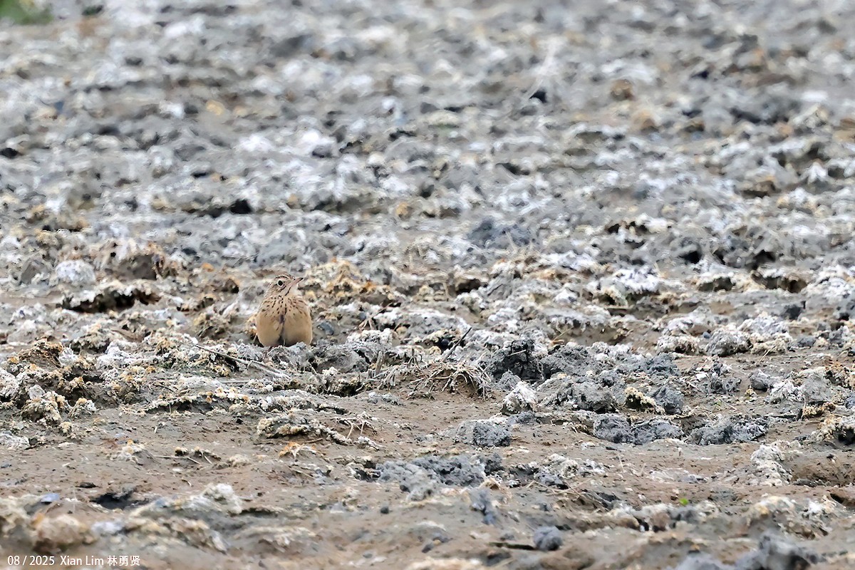 Blyth's Pipit - ML647455981