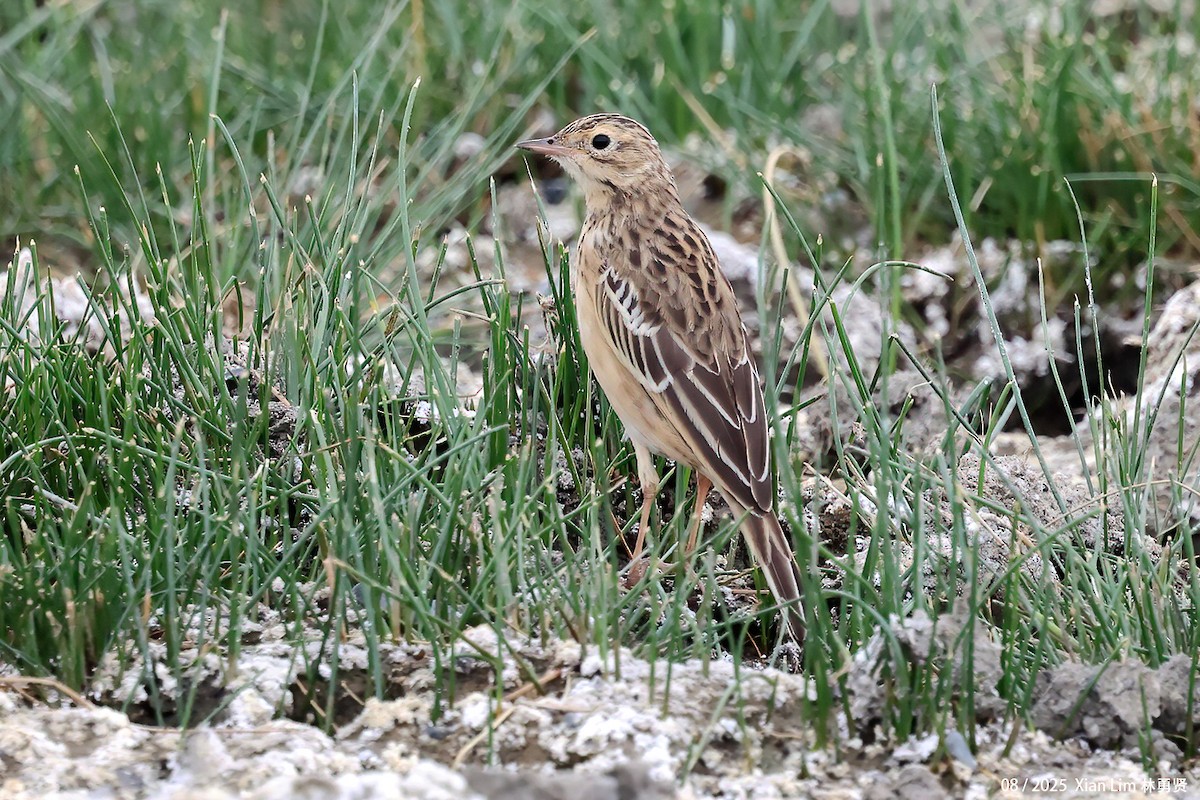 Blyth's Pipit - ML647455982