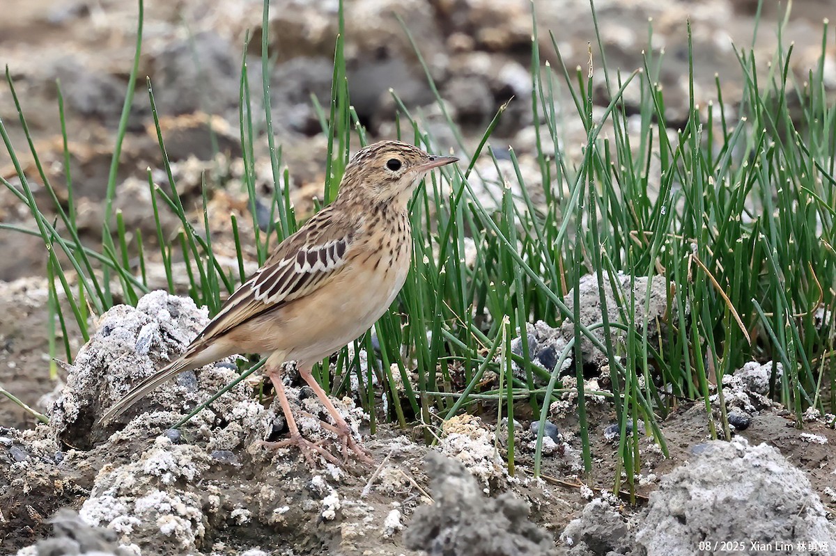 Blyth's Pipit - ML647455983