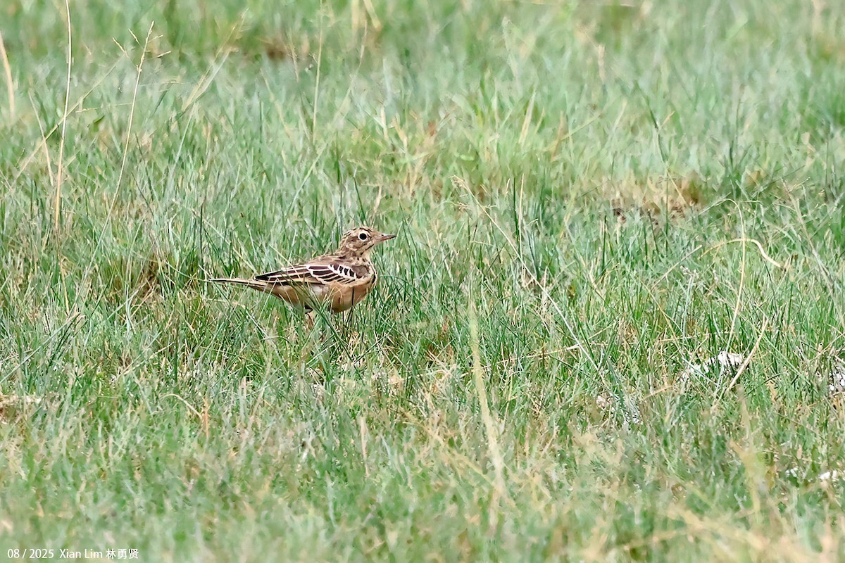 Blyth's Pipit - ML647455984