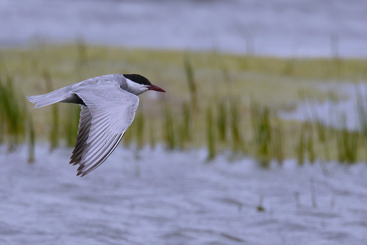 Whiskered Tern - ML647455985