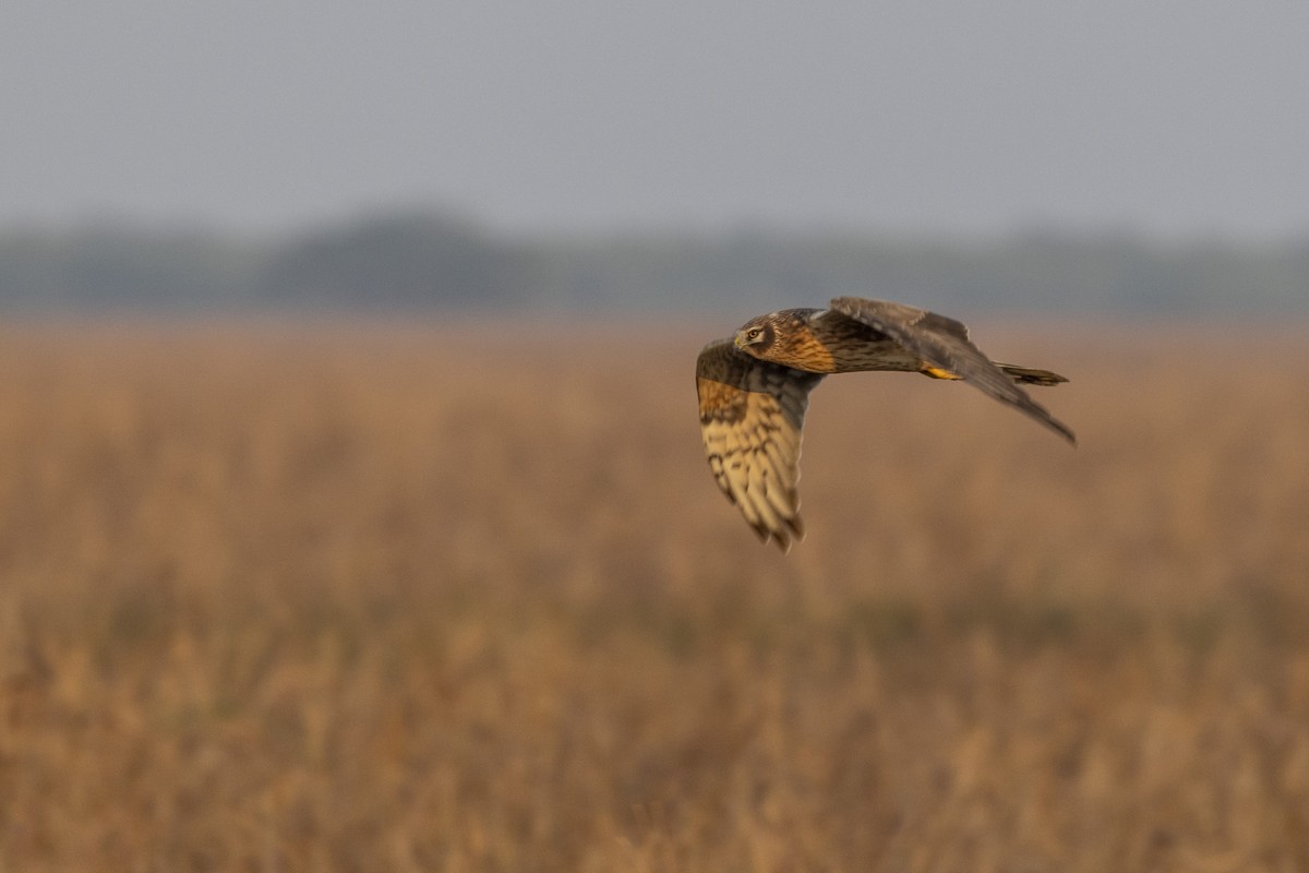 Pallid Harrier - ML647455988