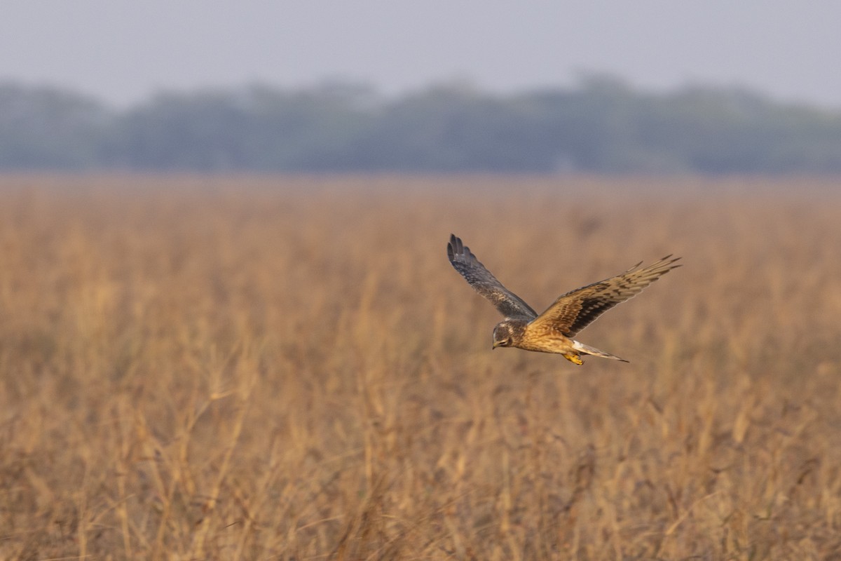 Pallid Harrier - ML647455989