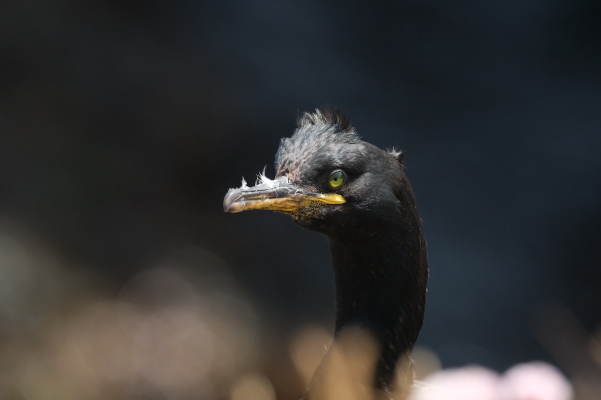 European Shag - ML647455991