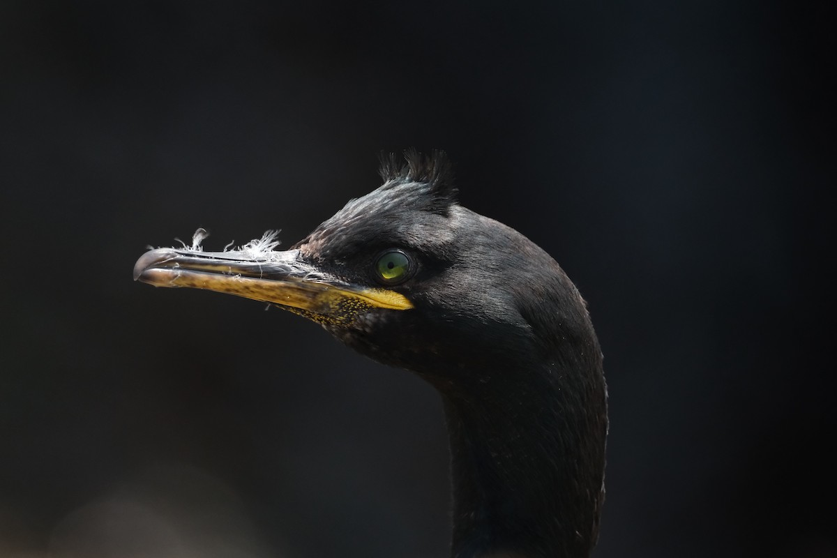 European Shag - ML647455992