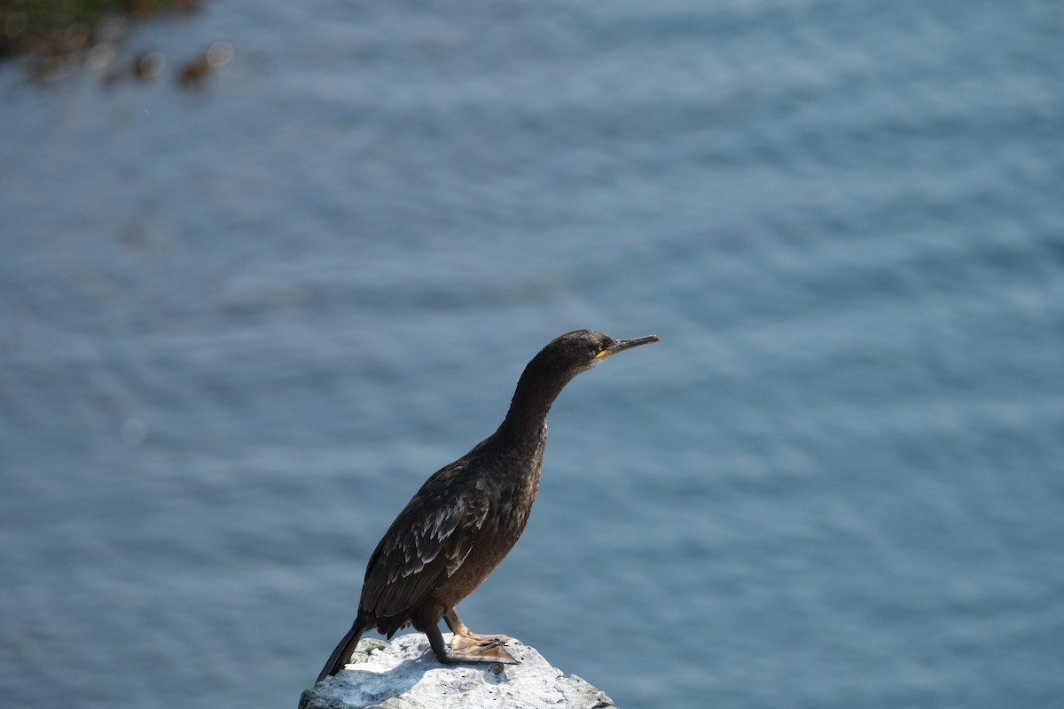 European Shag - ML647455993