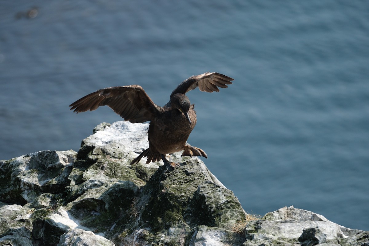 European Shag - ML647455994